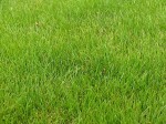 Progettazione e realizzazione giardini